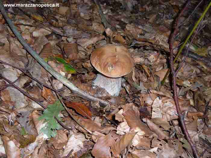  Image name: 127 Porcino.jpg 
 width: 700 pixel 
 height: 525 pixel 
 Size: 34068 bytes 
 Click to enlarge 